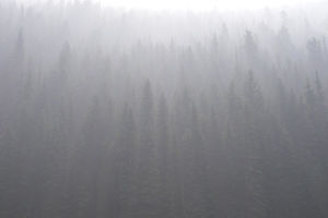 IMGP 0114_Smoke Through Trees
