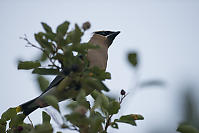 Cedar Waxwing In Blueberry Bush