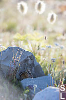 Chipmunk Eating Seeds In The Rocks
