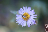 Fleabane With Insect