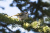 Golden-crowned Kinglet