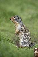 Ground Squirrel Profile