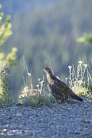 Grouse With Valley Behind