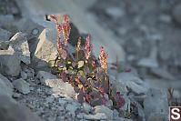 Mountain Sorrel Growing In Rocks