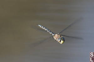 Paddle Tailed Darner Face