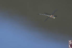 Paddle Tailed Darner In Flight