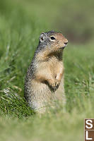 Portrait Of A Ground Squirrel