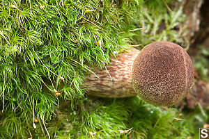 Admirable Bolete