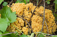 Coral Mushroom