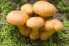 Honey Mushroom