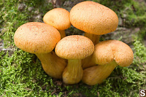 Family Of Honey Mushroom