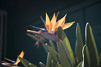 Bird Of Paradise Growing In Makawao