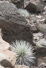 Two Silversword In Rocks