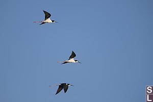 Hawaiian Stilt In Flight