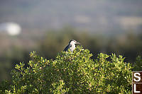 Night Heron On Top Of Bush