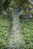 Peacock Tail On Ground