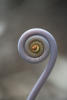 Purple Fern Spiral