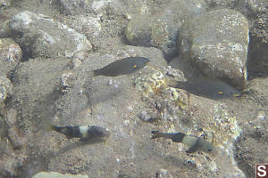 Manybar Goatfish And Belted Wrasse