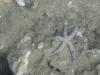 Spotted Linckia, Freckled Sea Star