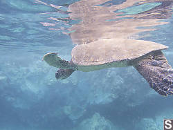 Turtle About To Dive