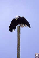 Eagle Drying Wings