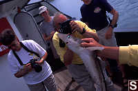 Dog Fish Being Photographed