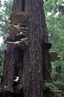 Artist's Fungus and Angel's Wings on Hemlock