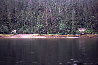 Cabins and Forest - Wallace Bay