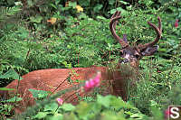 Mule Deer Eating