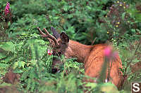 Mule Deer Eating