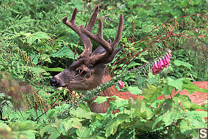 Mule Deer Walking