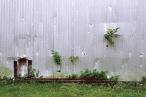 Trees Growing out of the Walls - Warehouse in Namu