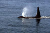 killer whale, orca