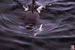 Female Orca Looking at Us