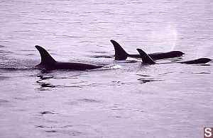 Pod of Female Orcas