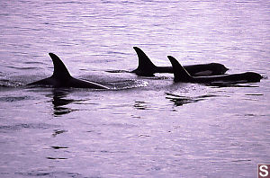 Pod of Female Orcas