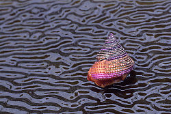 Purple Ring Top Snail on Giant Kelp