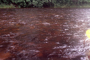 Brown Nootsum River