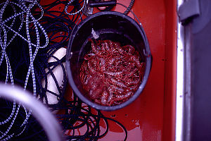 Bucket of Prawns in Zodiak