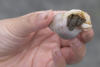 Hermit Crab In Shell
