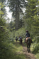 Trail Riding In Forest