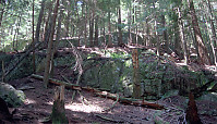 Rocks In Forest