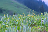 Yellow Glacier Lily