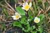 White Marsh Marigold