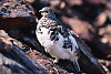 White-Tailed Ptarmigan