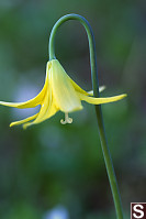 Yellow Glacier Lily With Hook