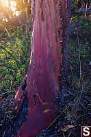 Arbutus Trunk At Sunset