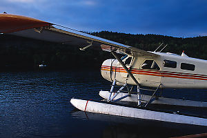 Beaver Returning Home