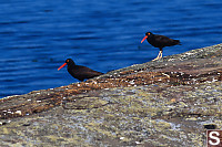 Black Oystercatcher