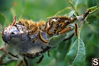 California Tent Caterpillar